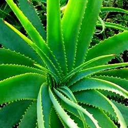 Aloe Vera